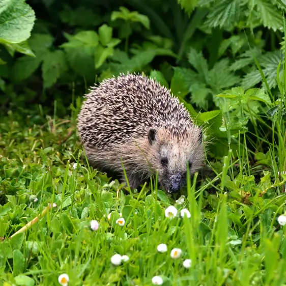 hedgehog
