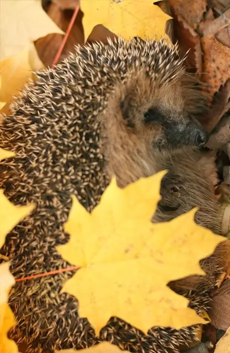 hog6 Hedgehog